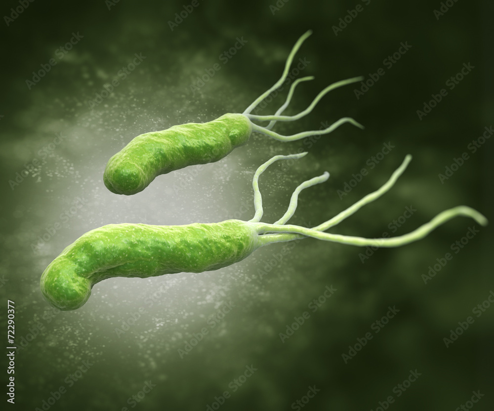 Fototapeta premium HELICOBACTER PYLORI