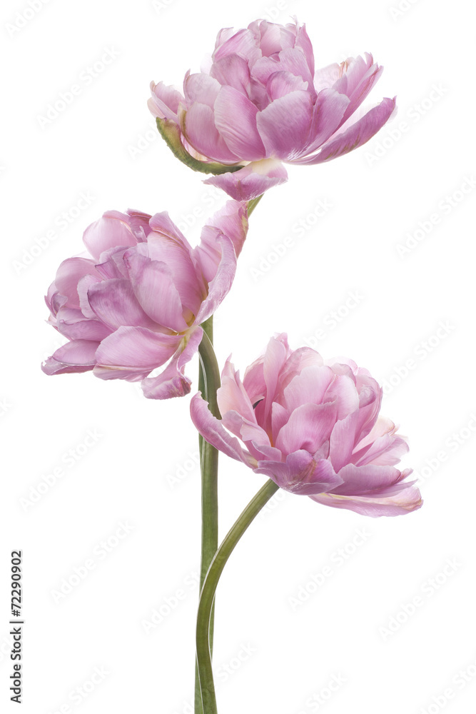 tulip