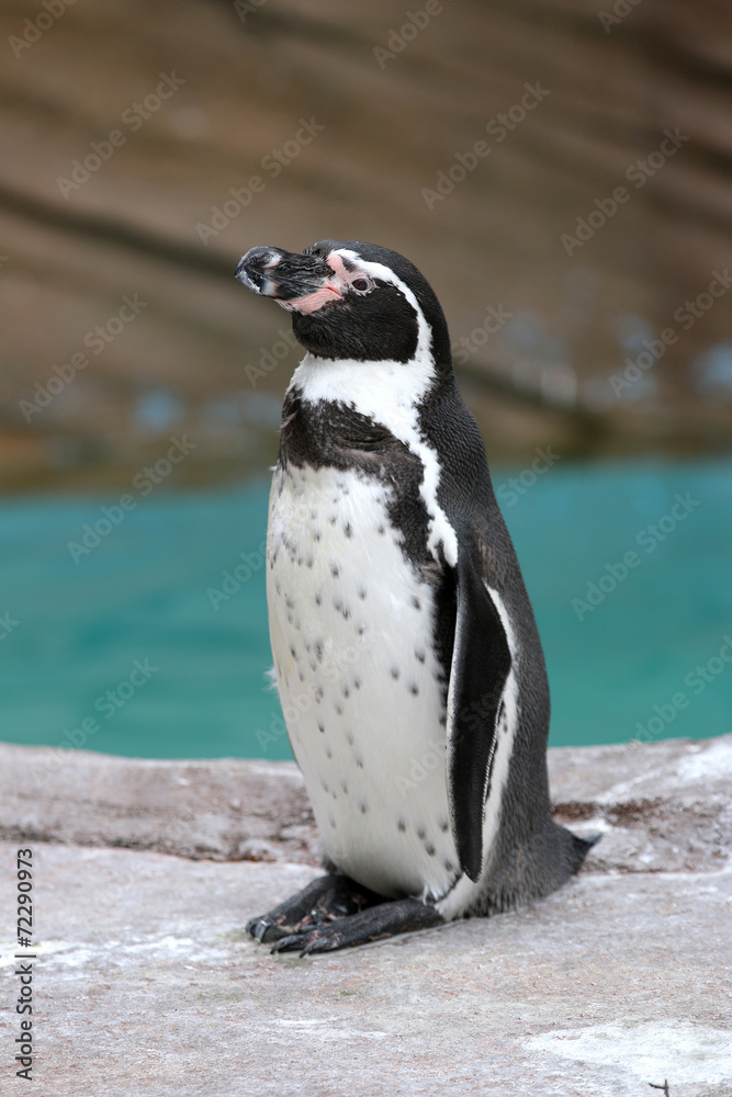 Fototapeta premium フンボルトペンギン