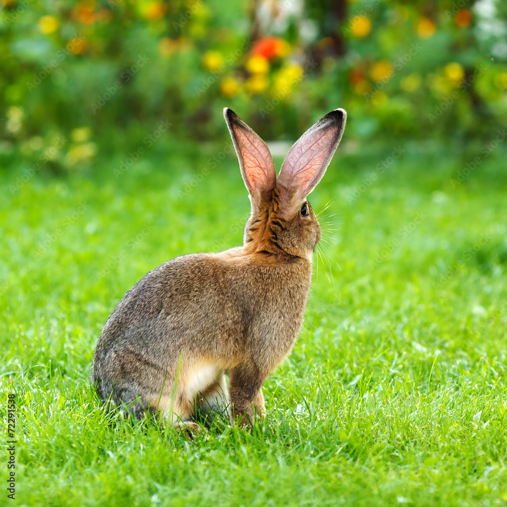 Brown rabbit's back in garden Brown rabbit's back in garden