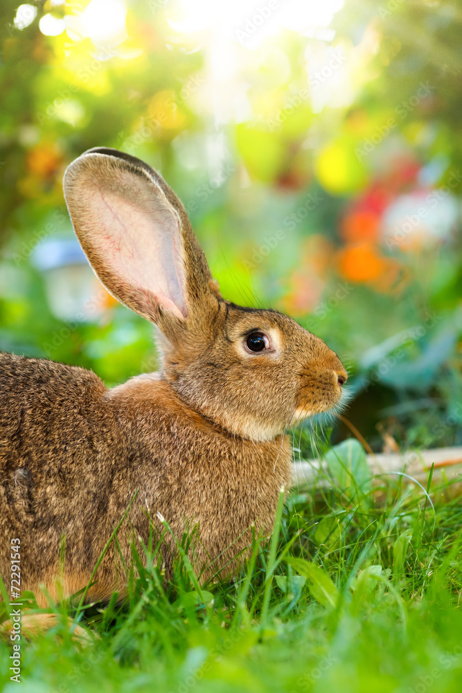 Fototapeta premium Brown rabbit sitting in flower garden
