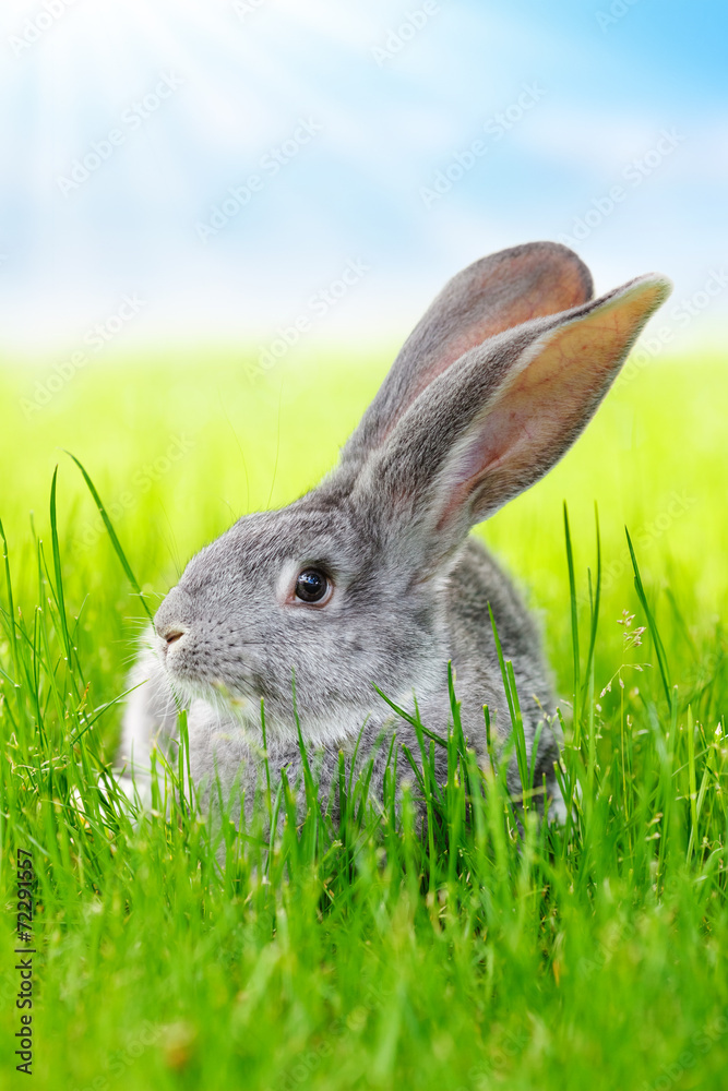 Fototapeta premium Gray rabbit in green grass on field