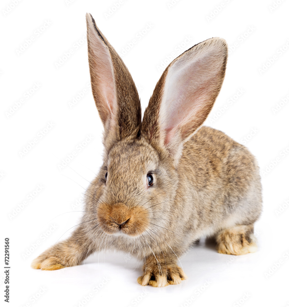 Brown rabbit on white background Brown rabbit on white background