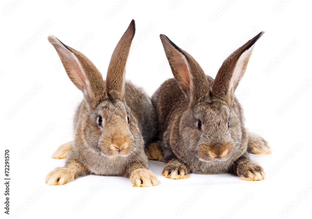 Two brown rabbits sitting Two brown rabbits sitting