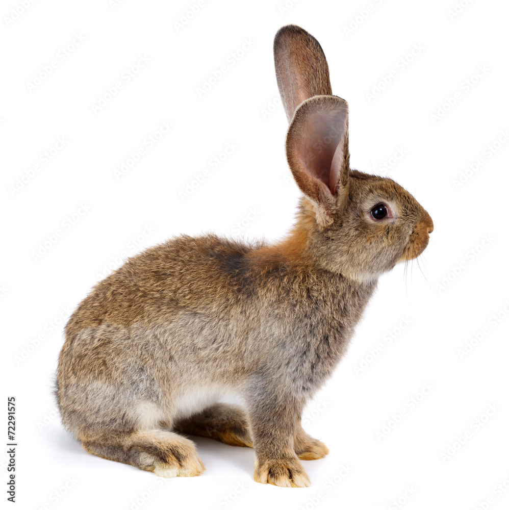 Naklejka premium Brown rabbit sitting on white