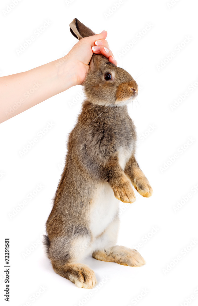 Obraz premium Hand holding a young brown rabbit