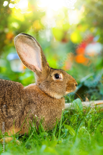 Brown rabbit sitting in flower garden
