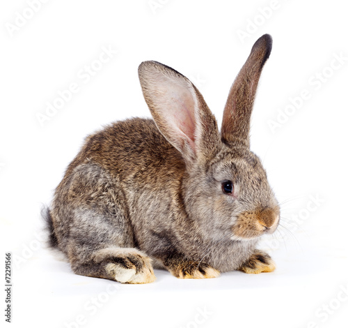 Brown rabbit sitting on white
