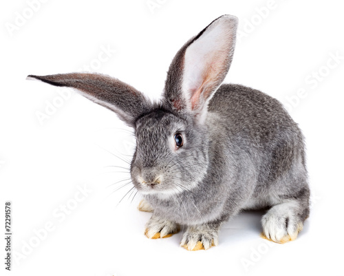Grey rabbit on white background