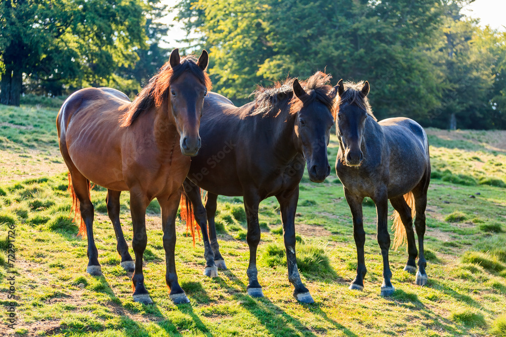 Fototapeta premium Curious wild horses near the forest