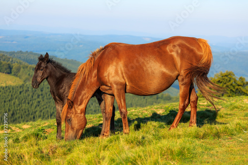 Wild horse and foal on the hill