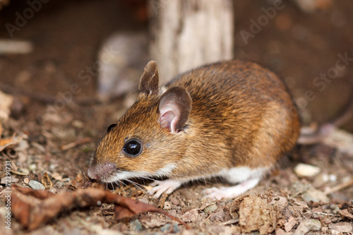 White footed mouse in spring
