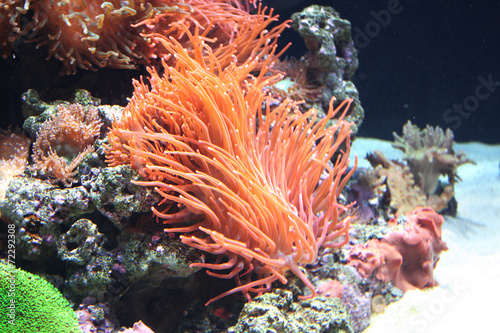 Murais de parede Sea anemone