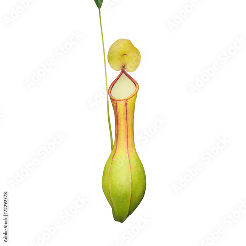 Fototapeta Naklejka Na Ścianę i Meble -  Nepenthes Isolated on white background