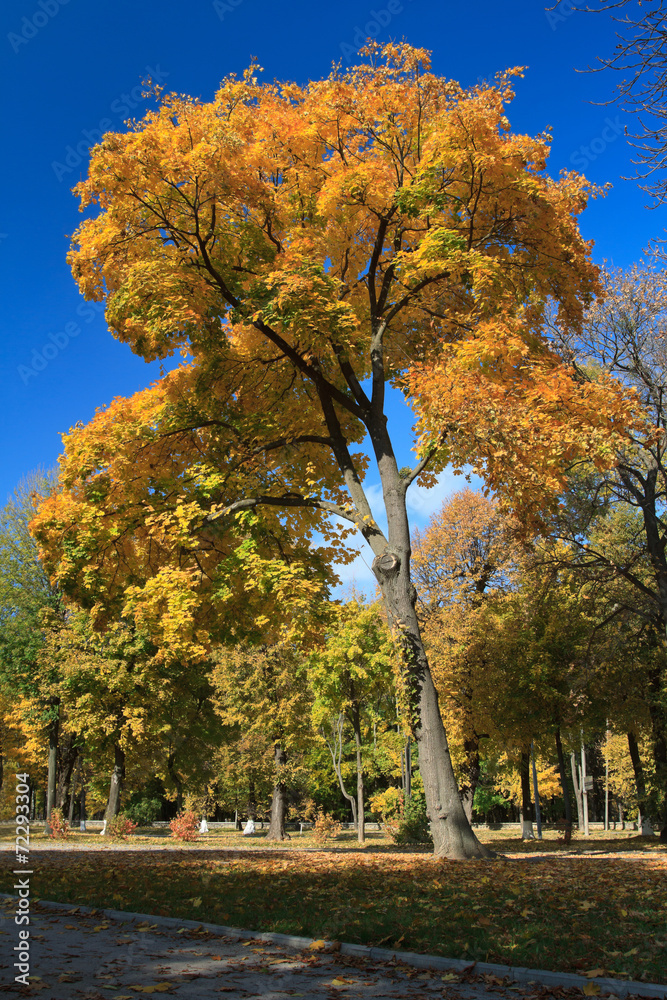 Beautiful autumn landscape. Alley in a public park