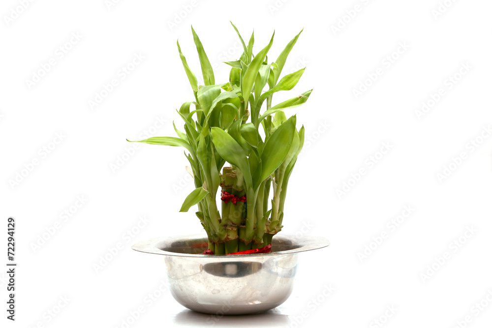 A lucky bamboo plant on a white background