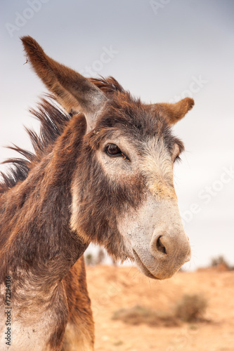 Brown donkey
