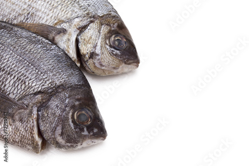 Isolated fresh bream