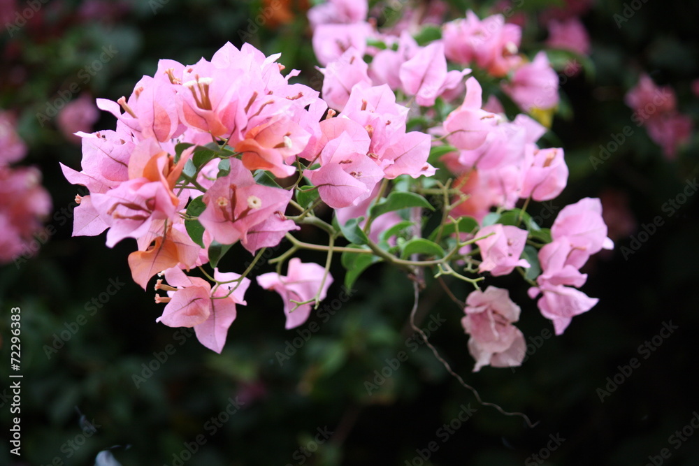 fleur fleur