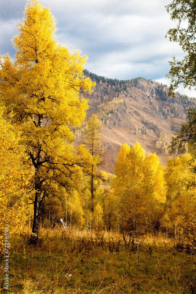 Naklejka premium Altai autumn