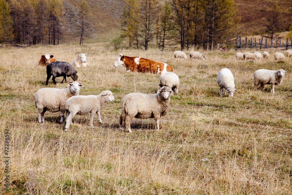 flock of sheep grazing in the autumn in Altai