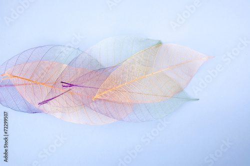 pastel color leaves
