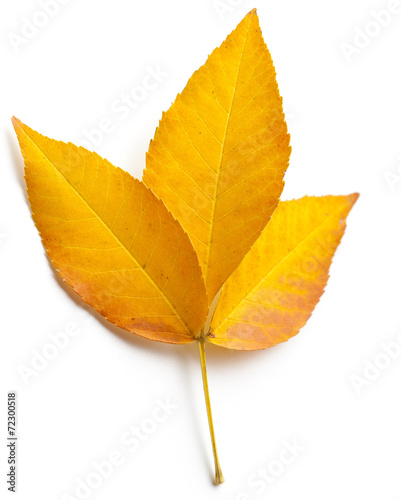 Autumn leaf on white