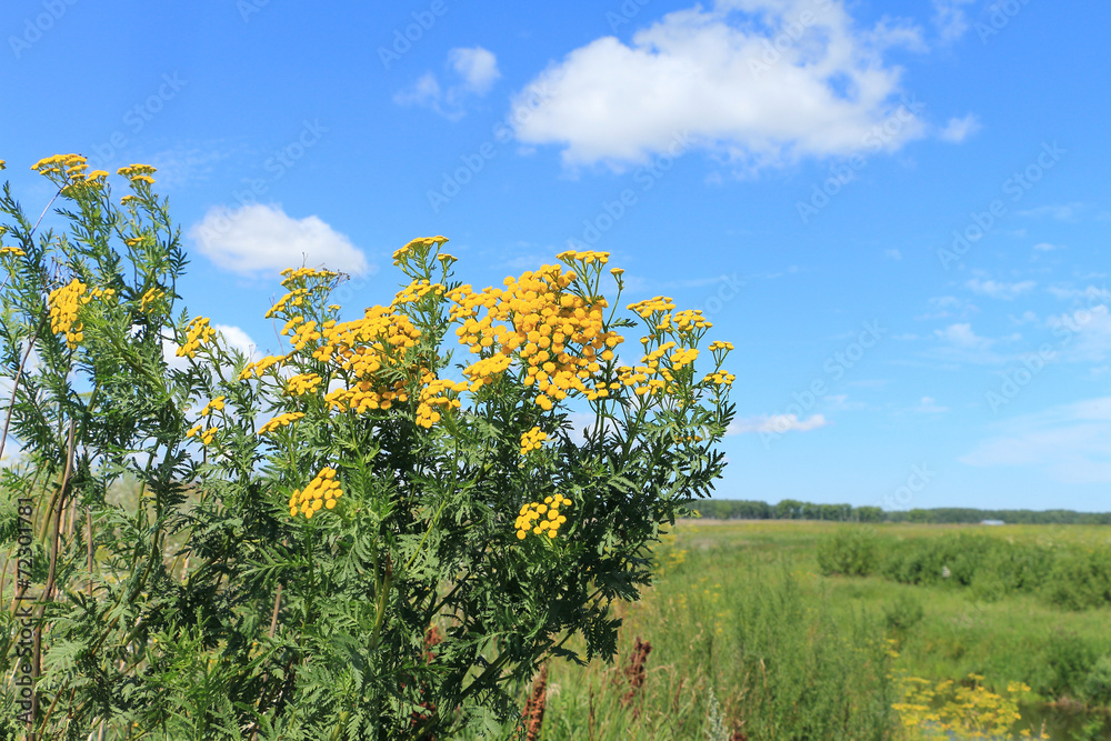 Tansy inflorescences Tansy inflorescences