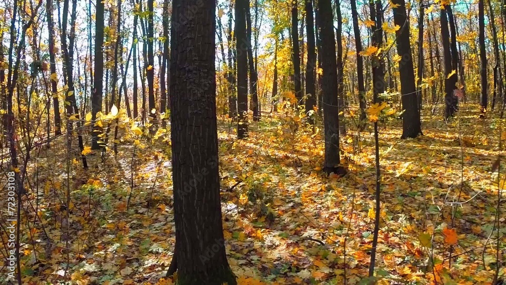 autumn forest trees. autumn forest trees.