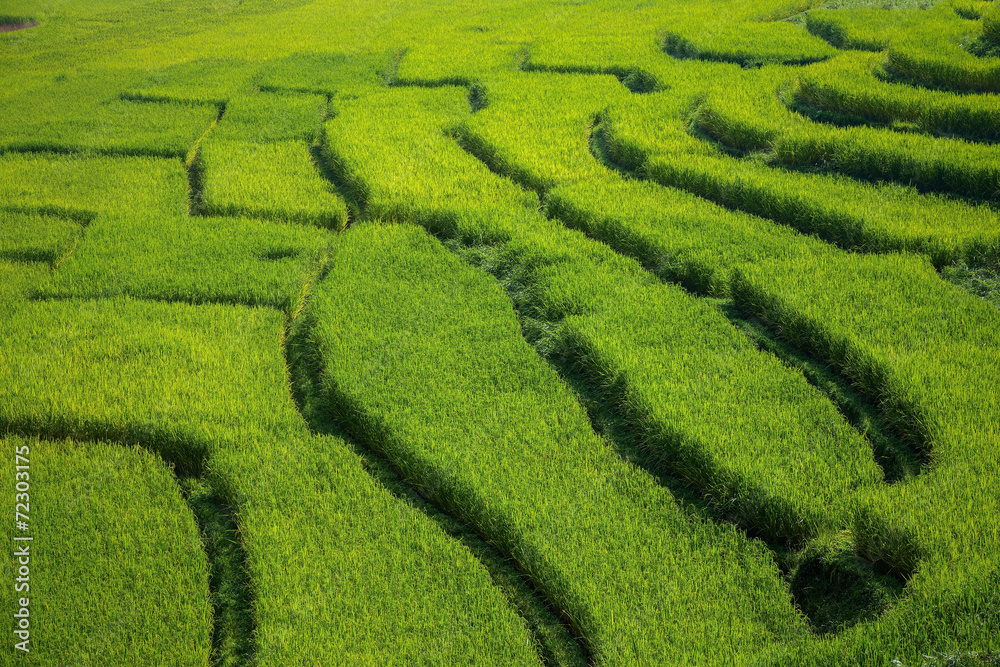Green Terraced Rice Field Background