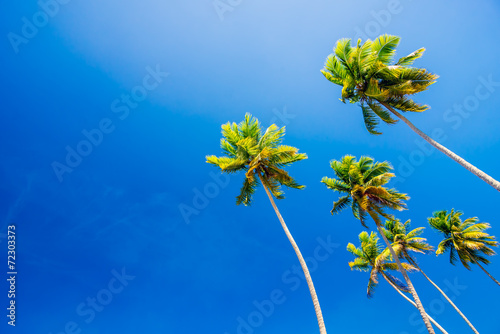 Palm trees on clear blue summer sky - wallpaper and background