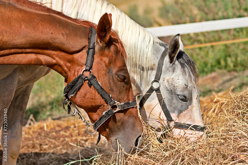 Obraz premium Coppia di cavalli mangiano il fieno