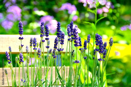 Fototapeta Naklejka Na Ścianę i Meble -  Lavendel im Garten