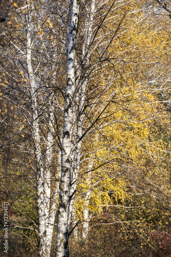 Birch alley