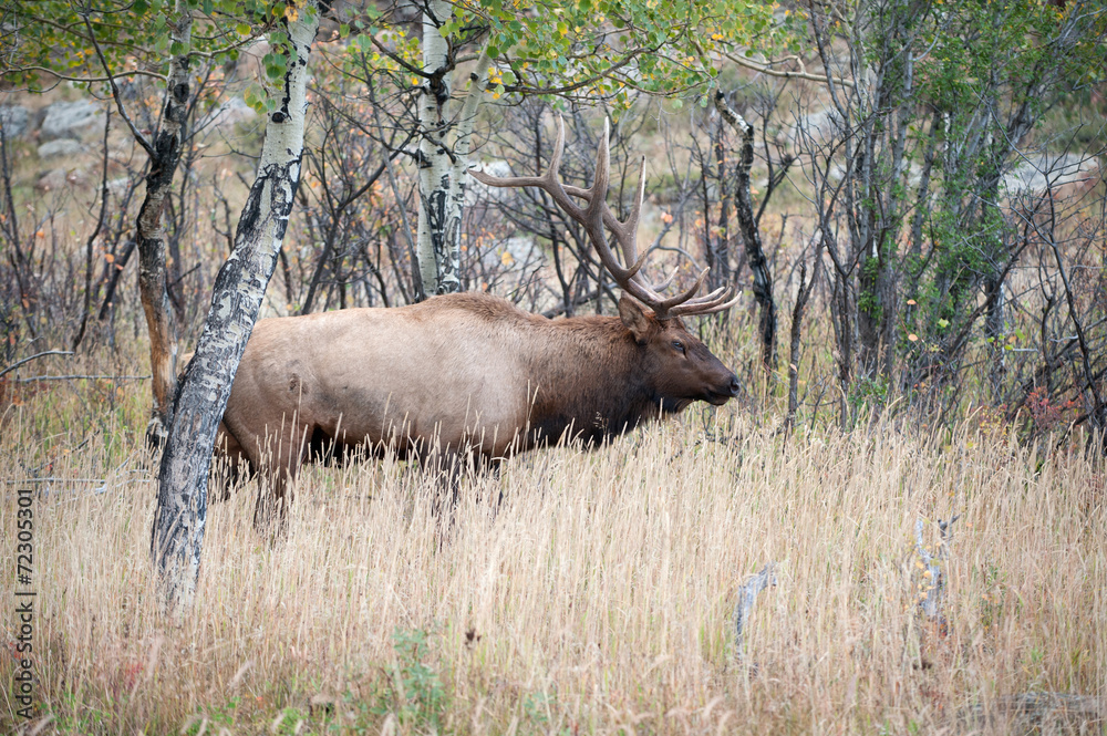 Obraz premium North American elk