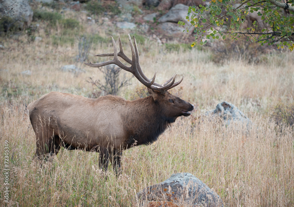 North American elk