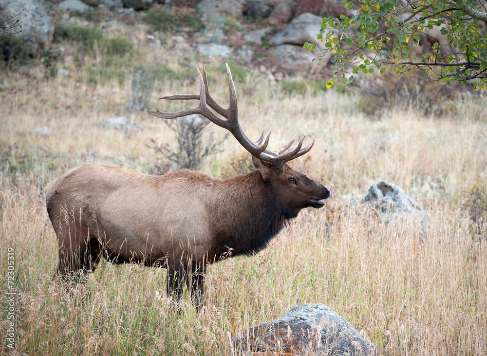 North American elk North American elk