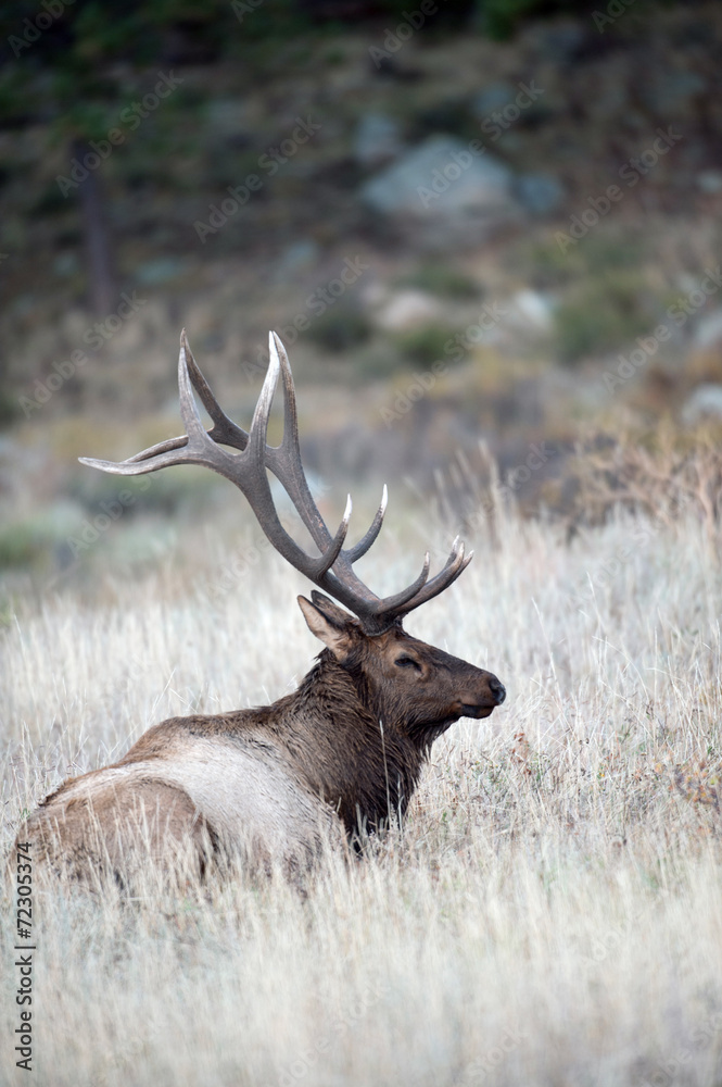 North American elk North American elk