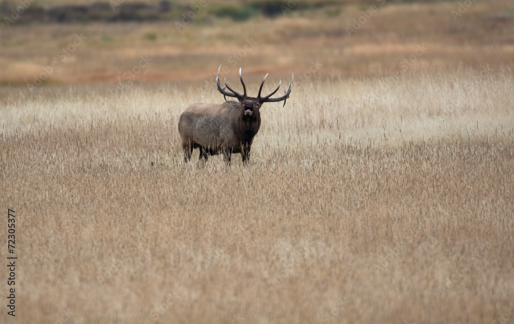 North American elk Stock Photo | Adobe Stock