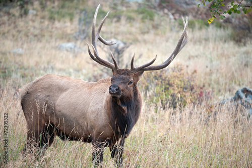 North American elk