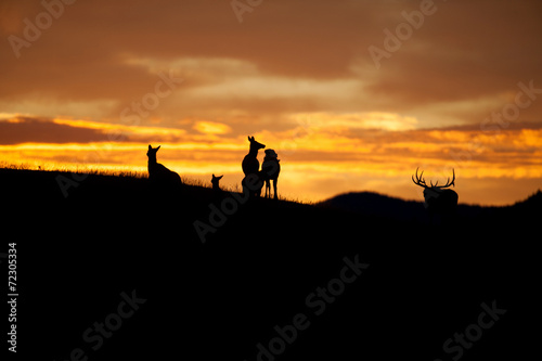 Elk Silhouette