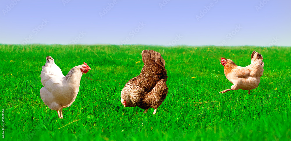 Fototapeta premium chickens