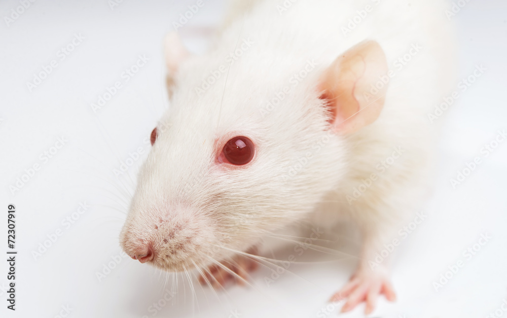 white laboratory rat with red eyes on white background