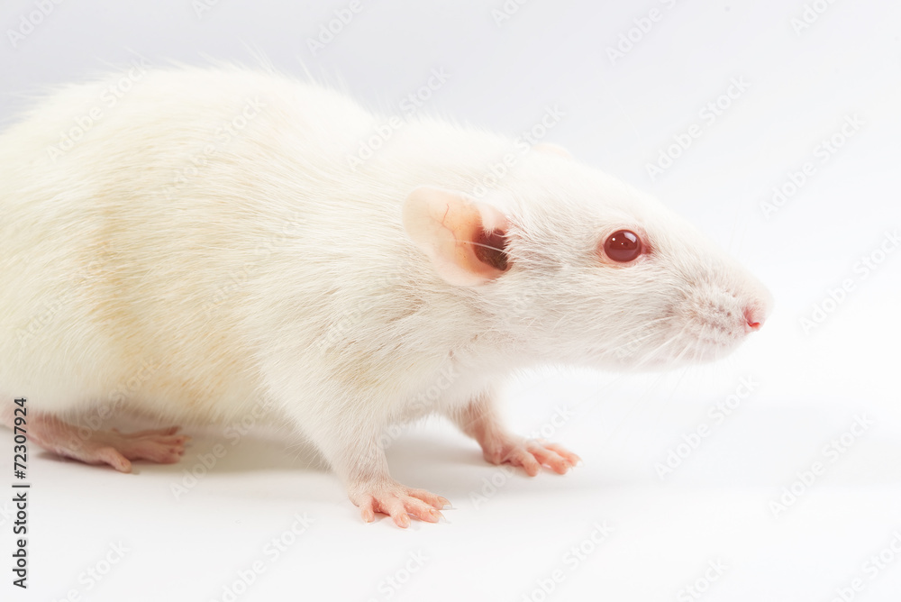 white laboratory with red eyes rat on white background white laboratory with red eyes rat on white background