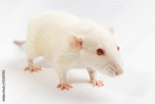 white laboratory red eyed rat on white background