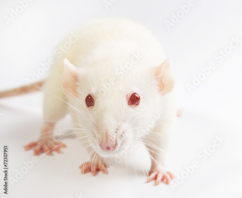 white laboratory red eyed rat on white background photo