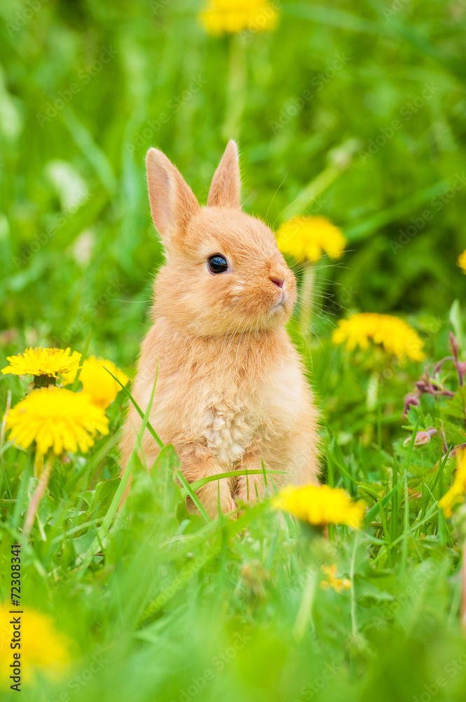 Little rabbit sitting in the grass