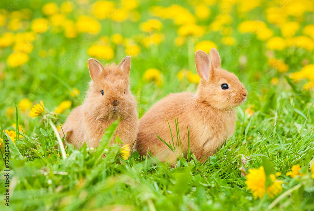 Two little rabbits sitting on the field with dandelions