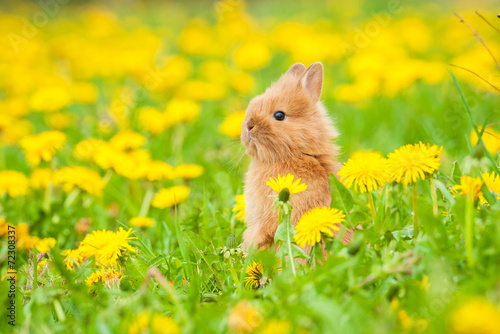 Little rabbit sitting in flowers