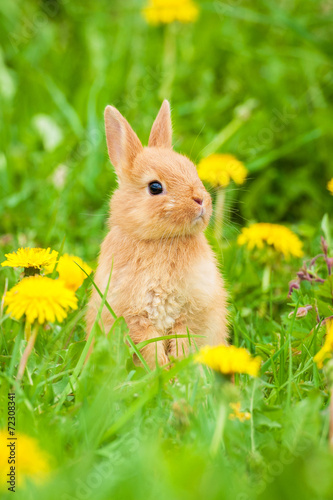 Little rabbit sitting in the grass